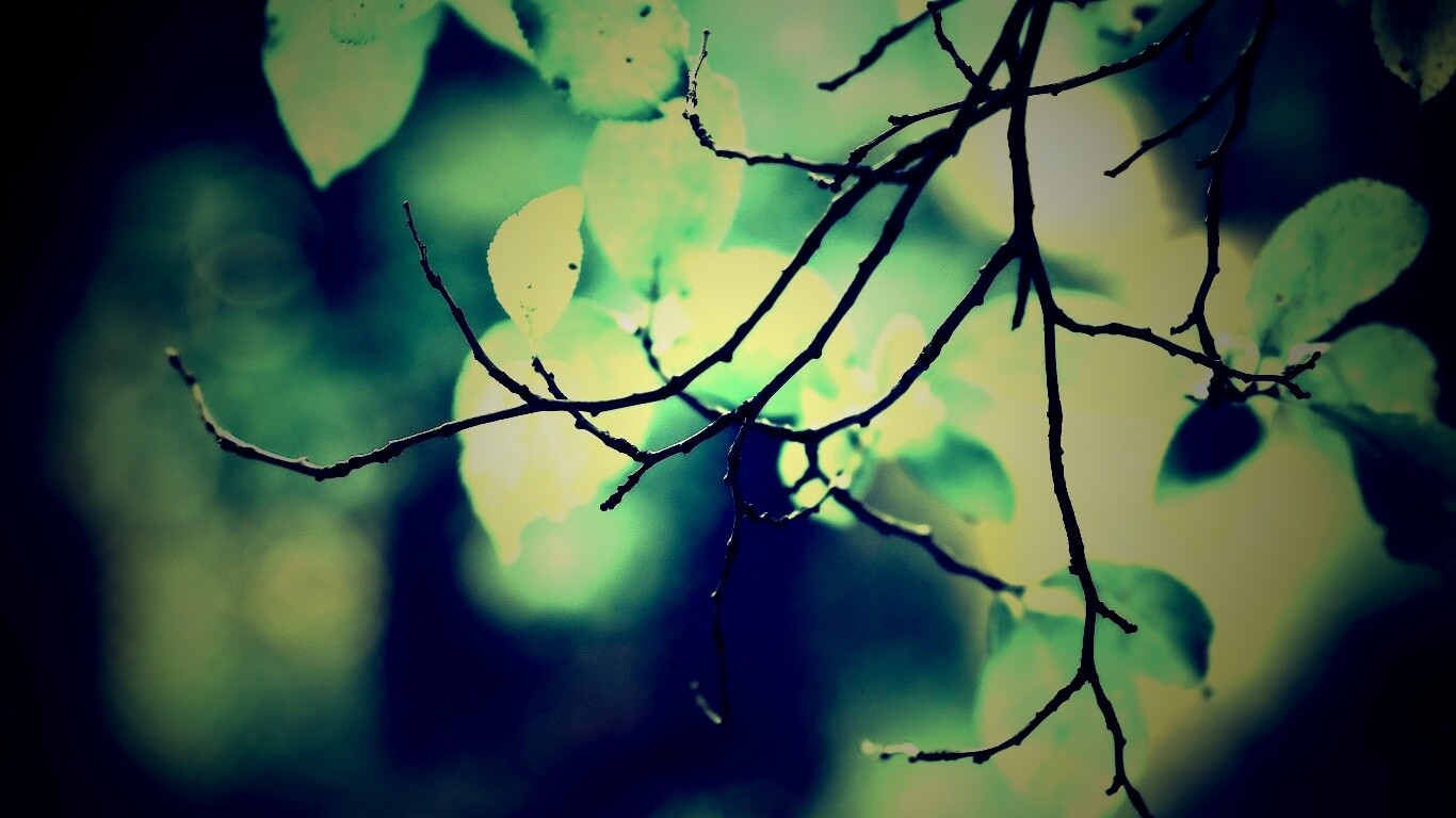 Осенние ветки без листьев обои