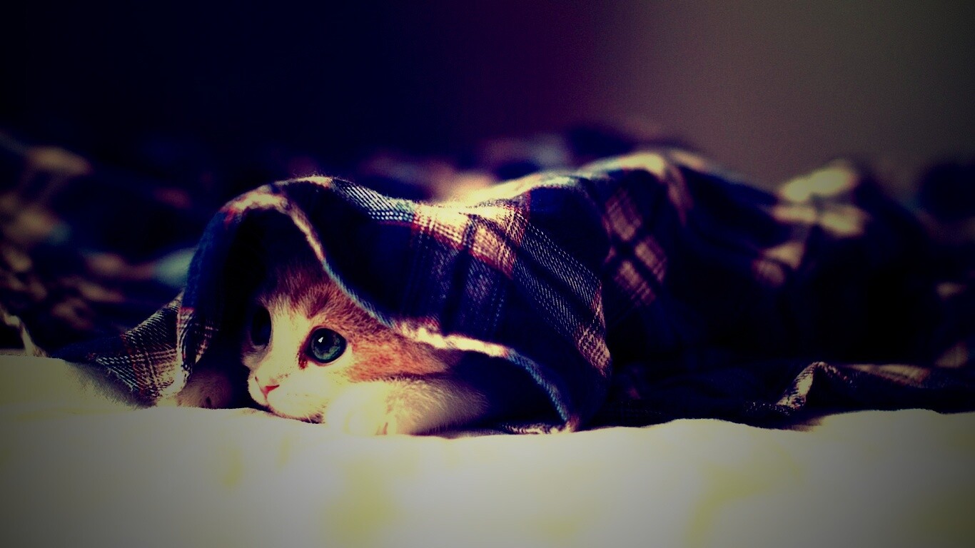 Котенок под одеялом обои
