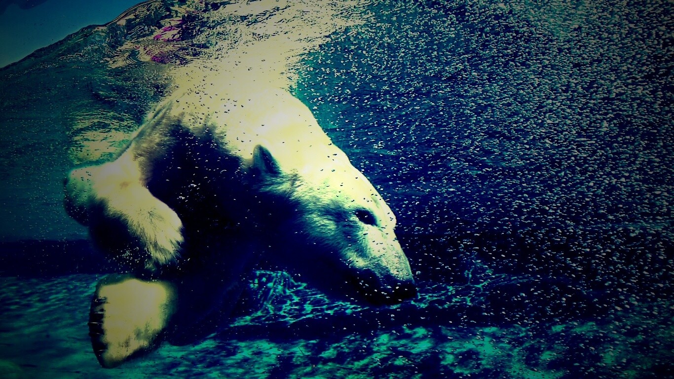 Нырнувший белый медведь обои