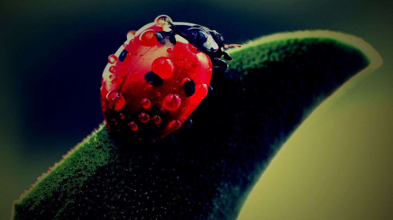 Божья коровка в макро обои