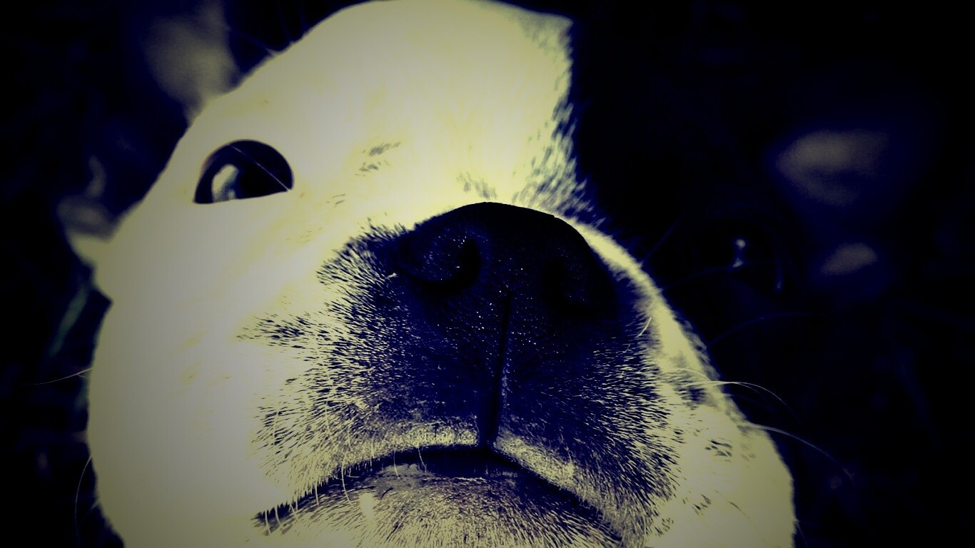 Бостонский терьер обои