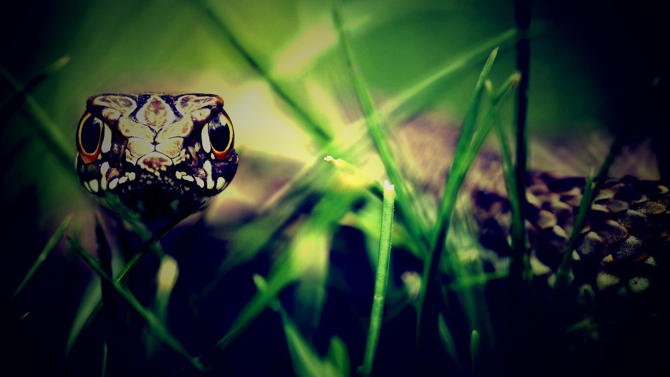 Змея в траве обои