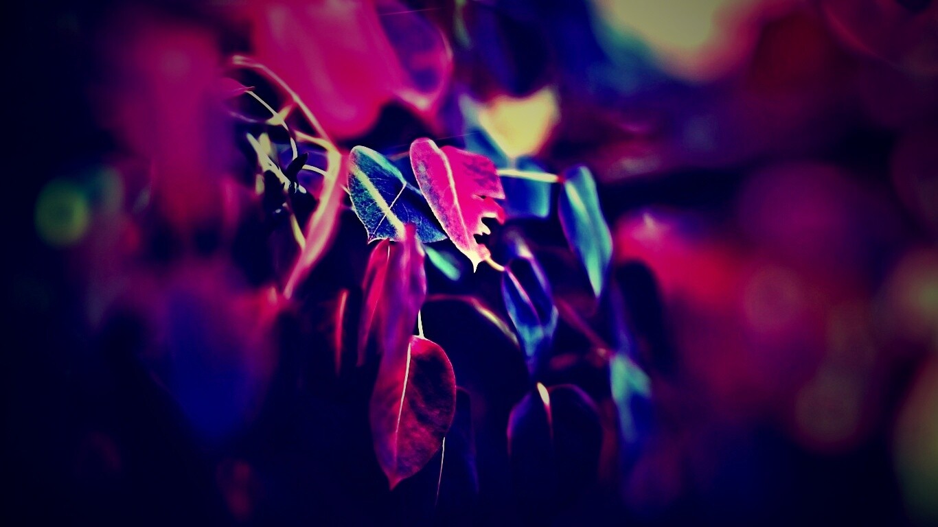 Фиолетовые листья обои