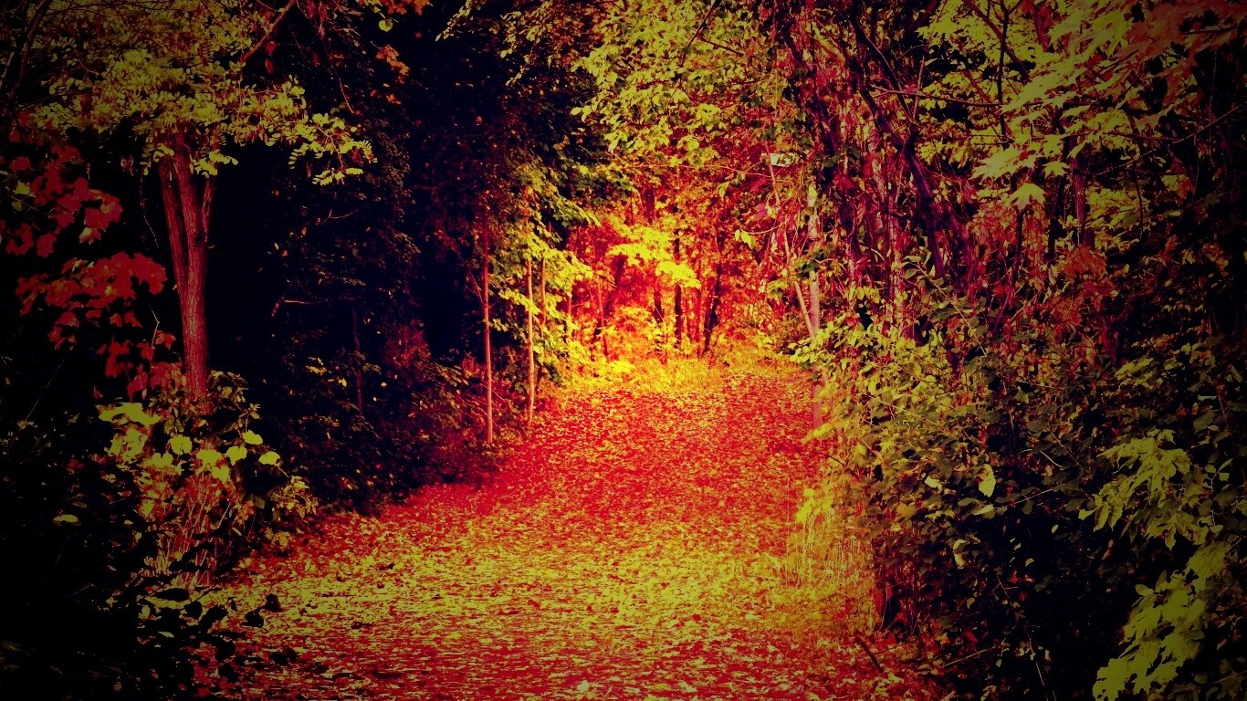 Дорожка в осеннем лесу обои