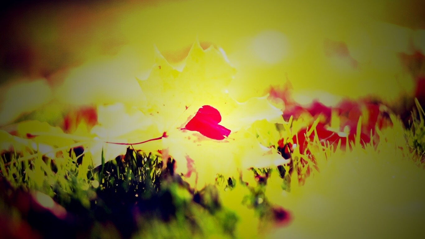 Листик в форме сердца обои