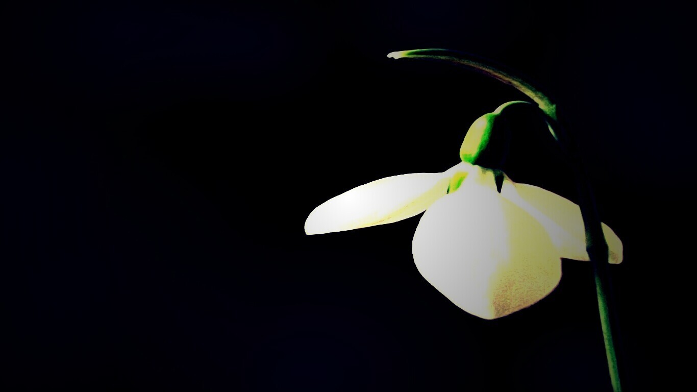 Белый цветок обои