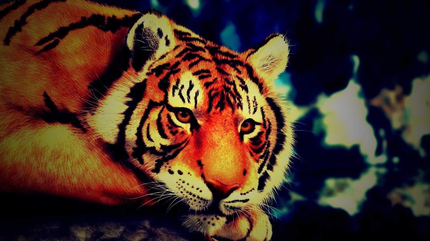 Грустный тигра обои