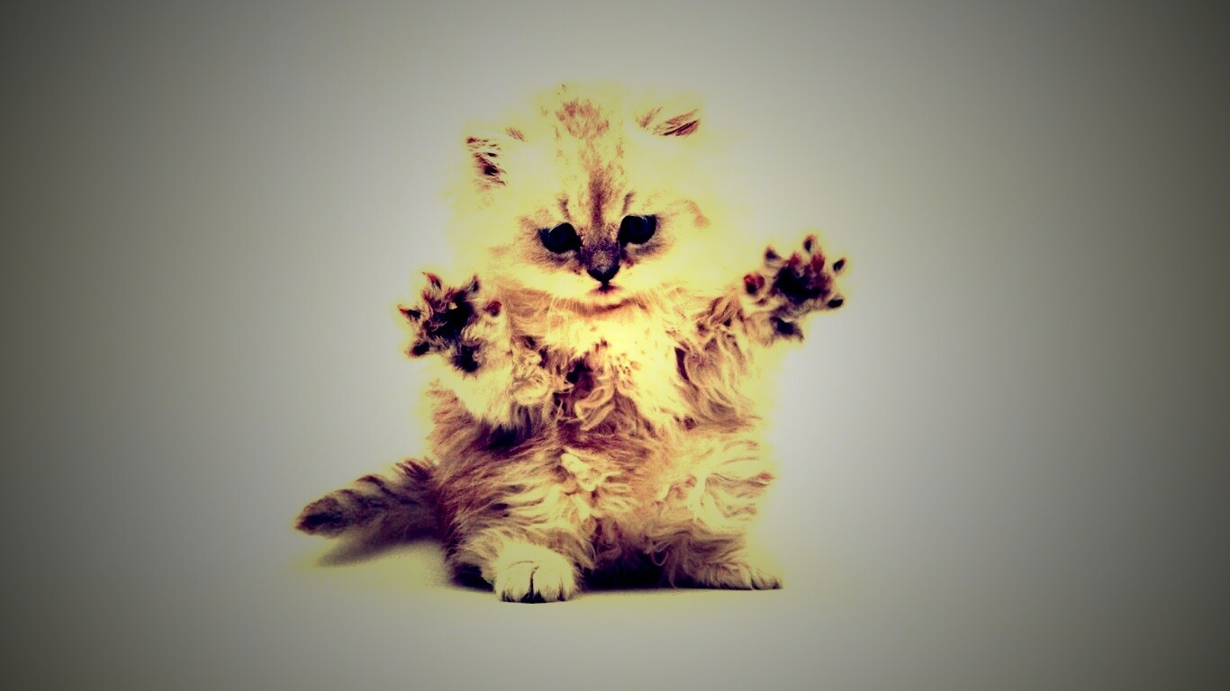 Милый котенок обои