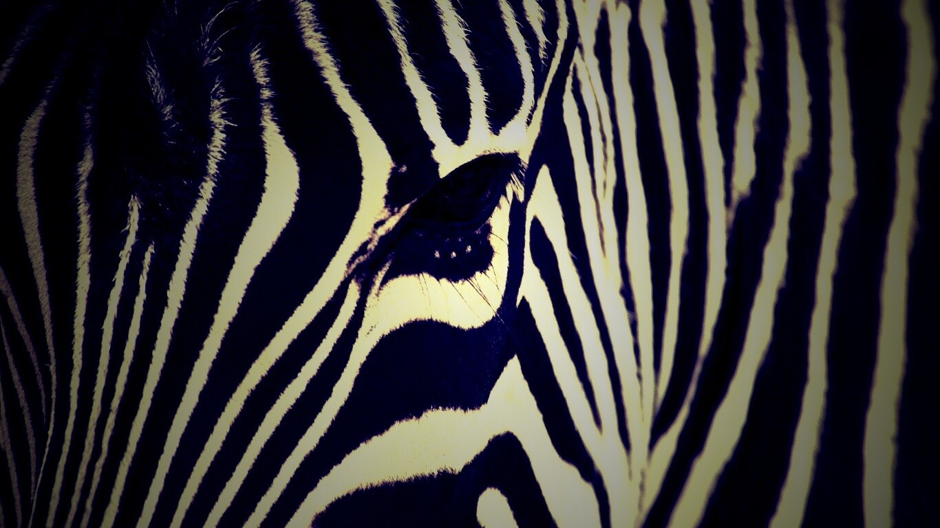 Зебра обои