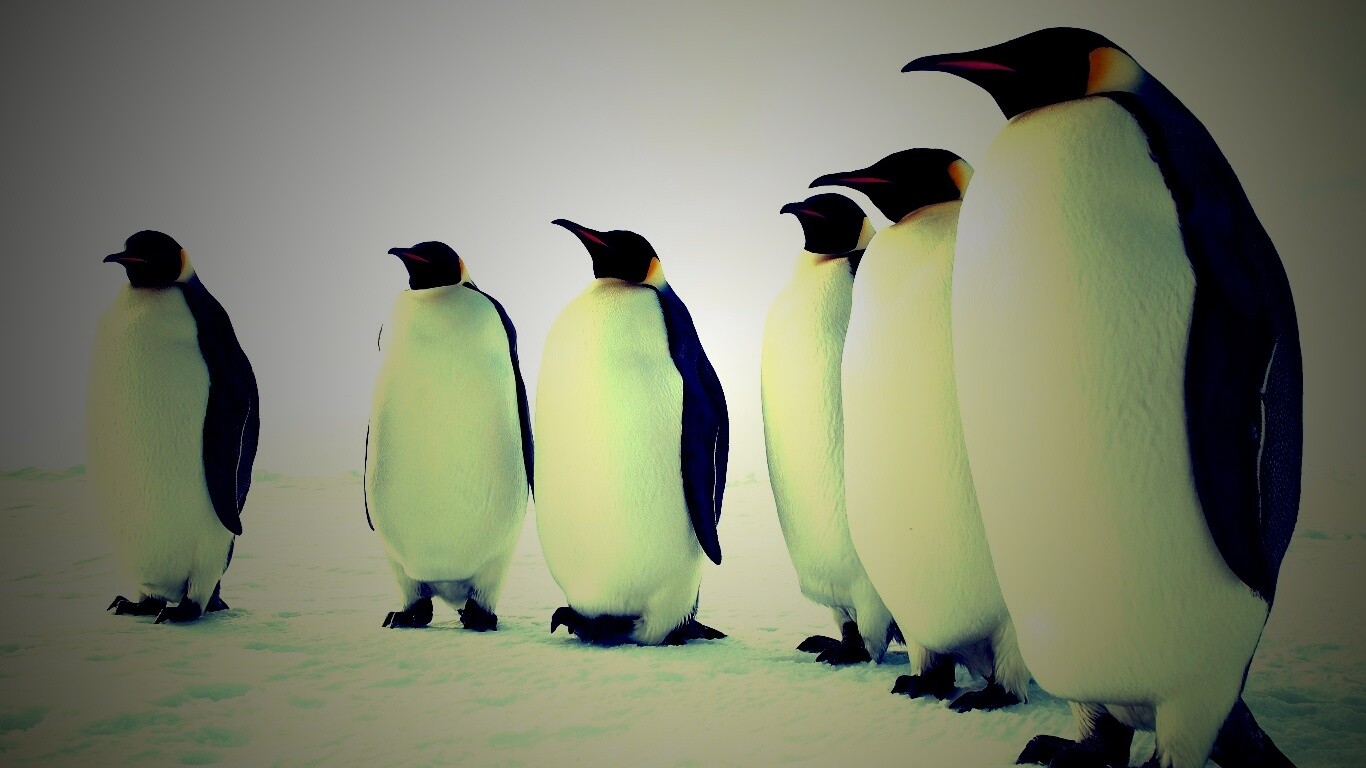 Слет пингвинов обои