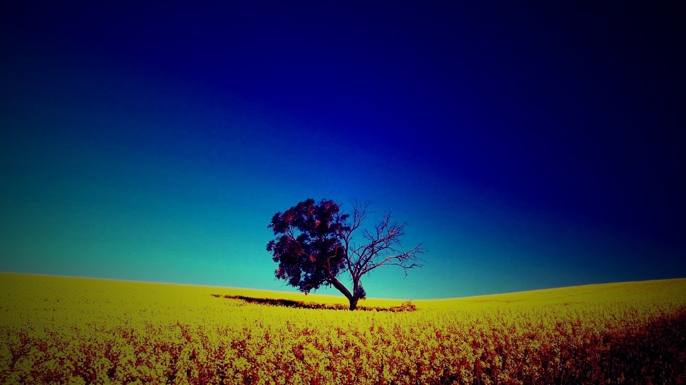 Дерево в поле обои