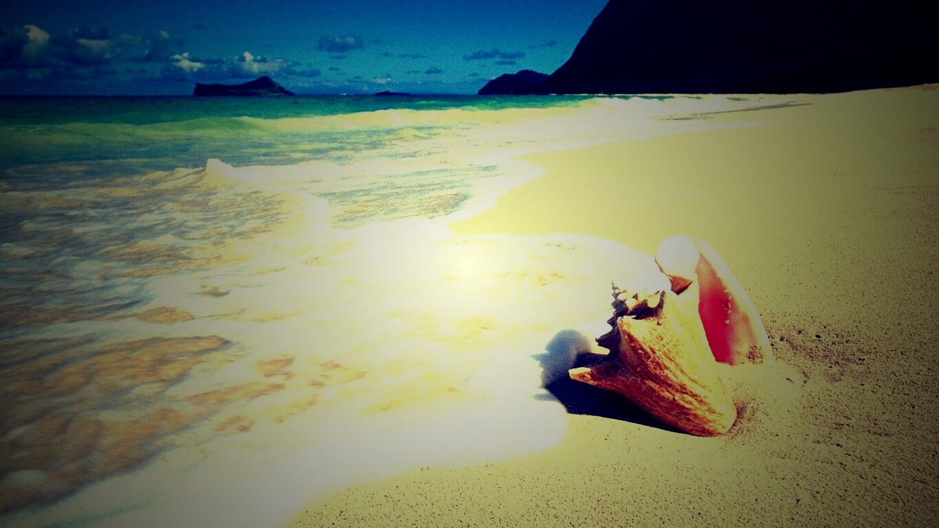 Морская раковина обои