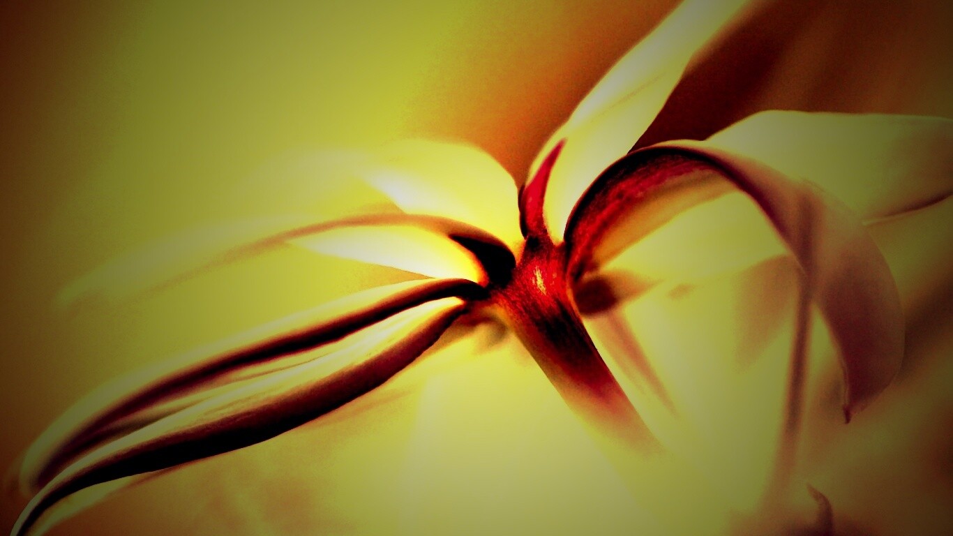 Цветок обои