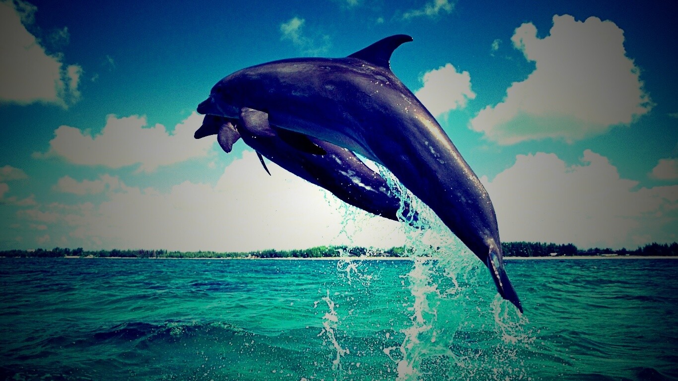 Дельфины обои