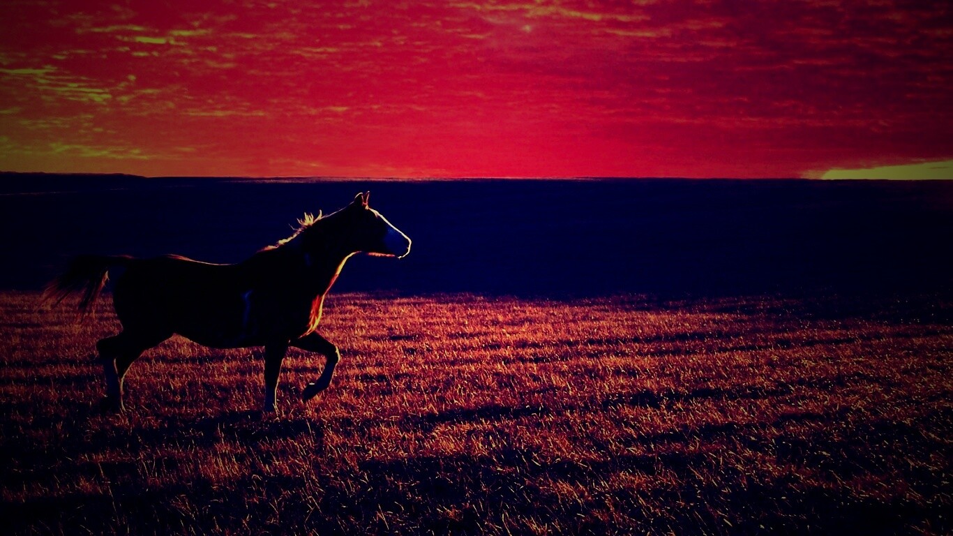 Мустанг обои