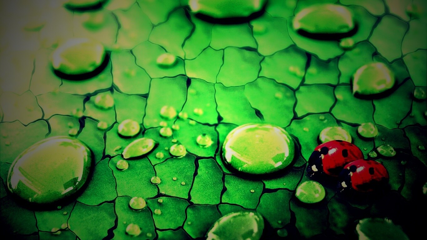 Божьи коровки обои