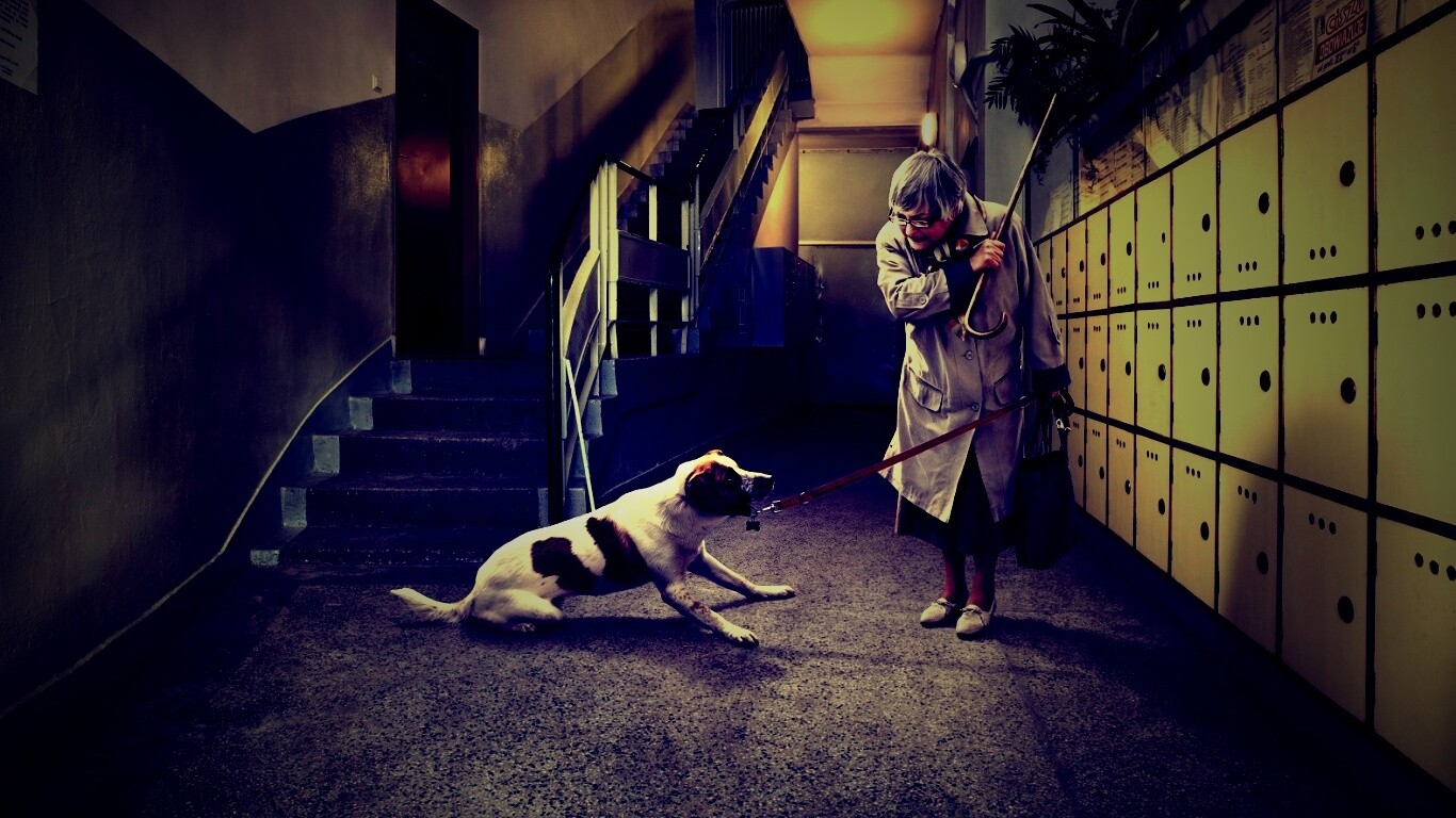 Непослушная собака обои