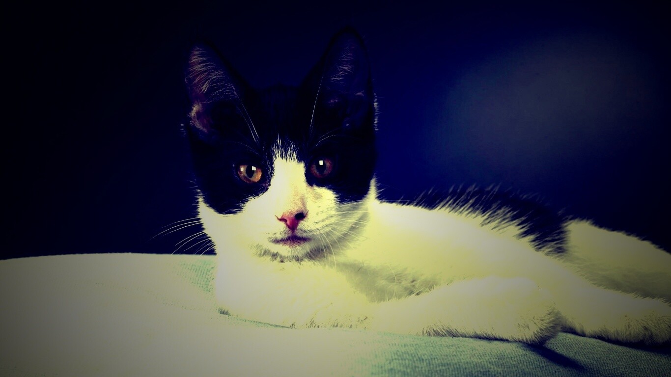 Кот на подушке обои