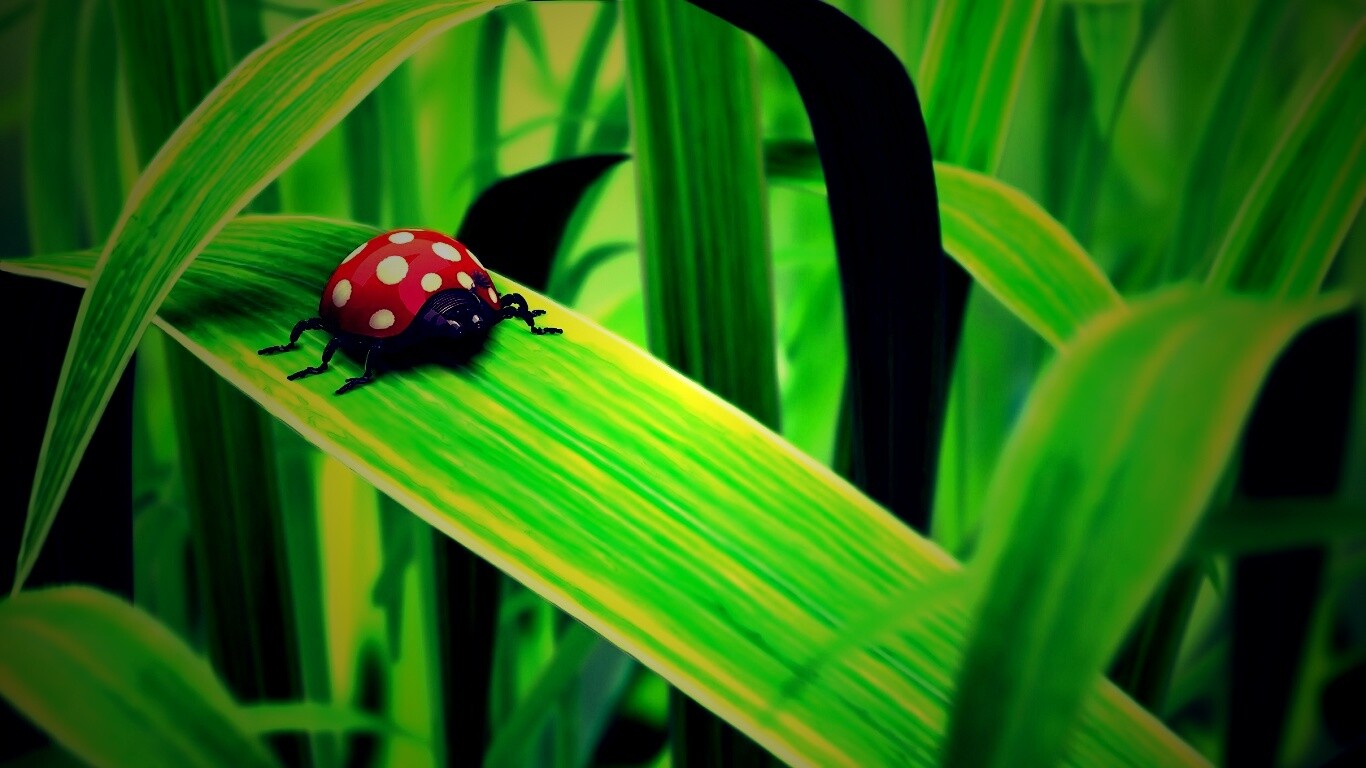 Милая божья коровка робот обои