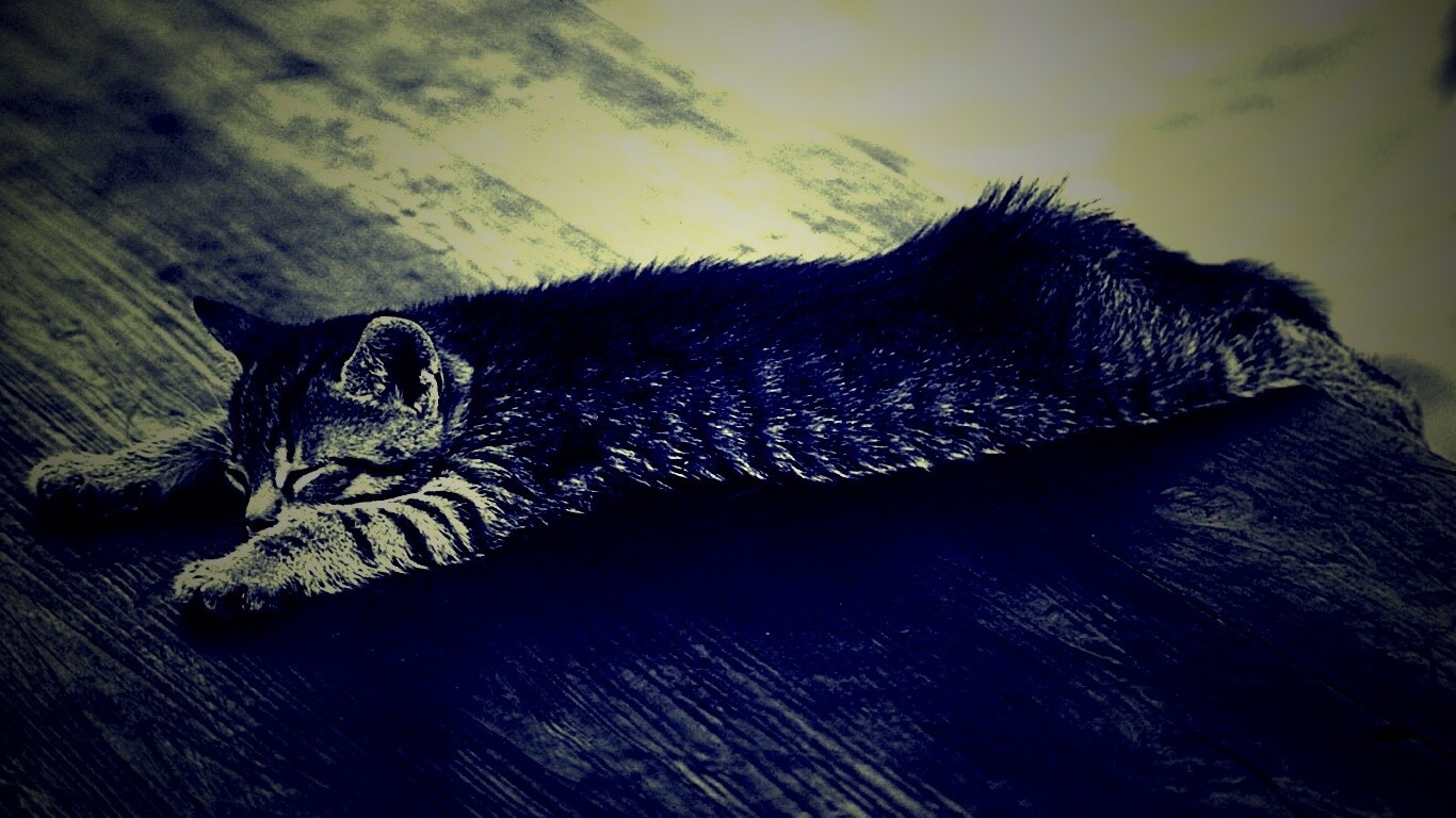 Растянувшийся кошара обои