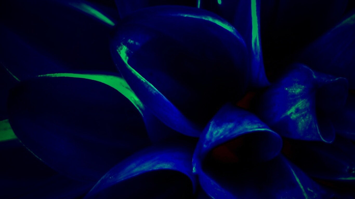 Лепестки обои