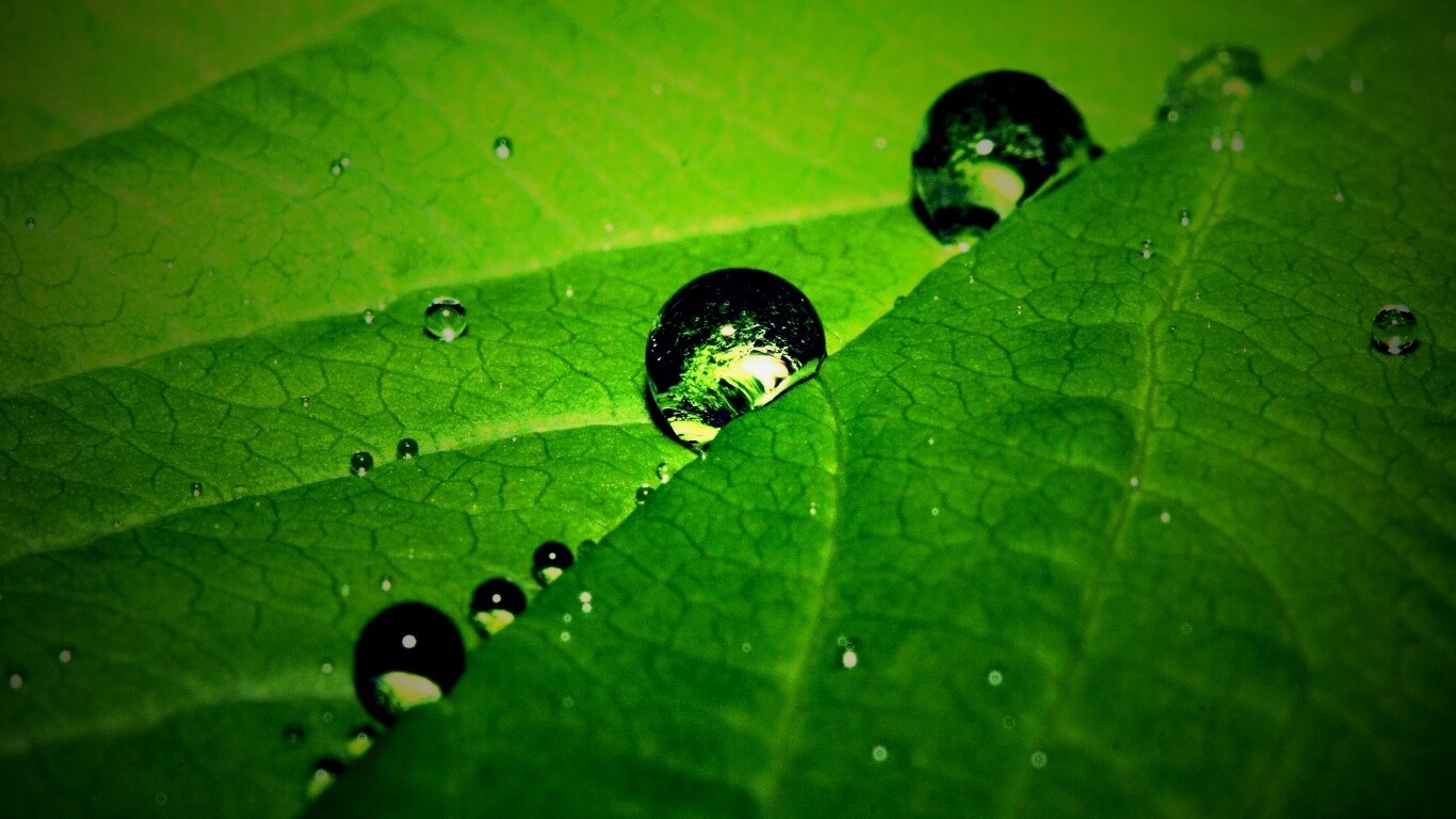 Капли на листе обои