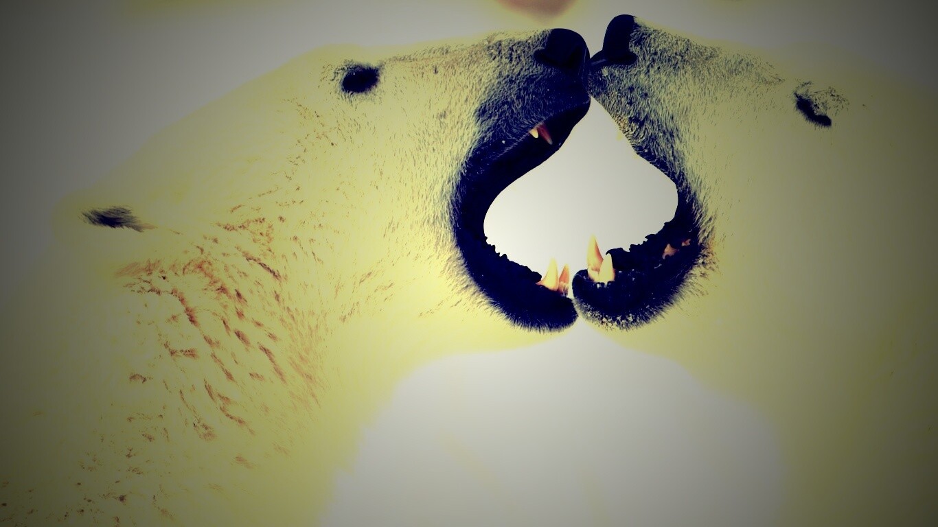 Полярные медведи обои