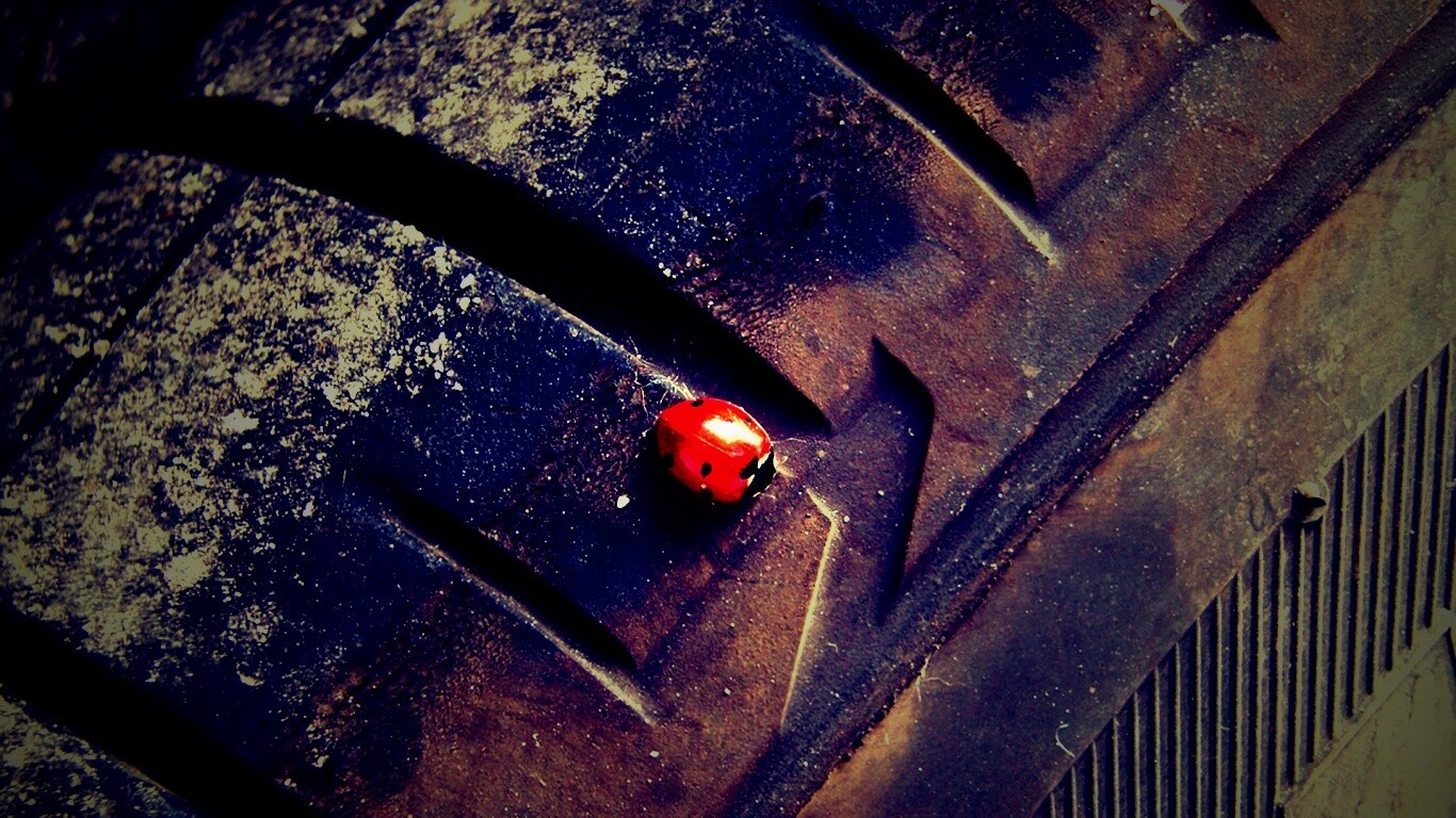 Божья коровка на автомобильной покрышке обои