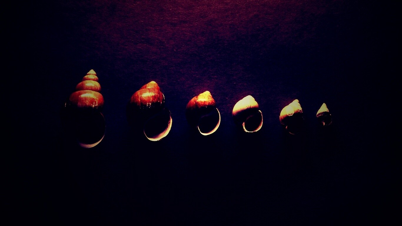 Раковины обои