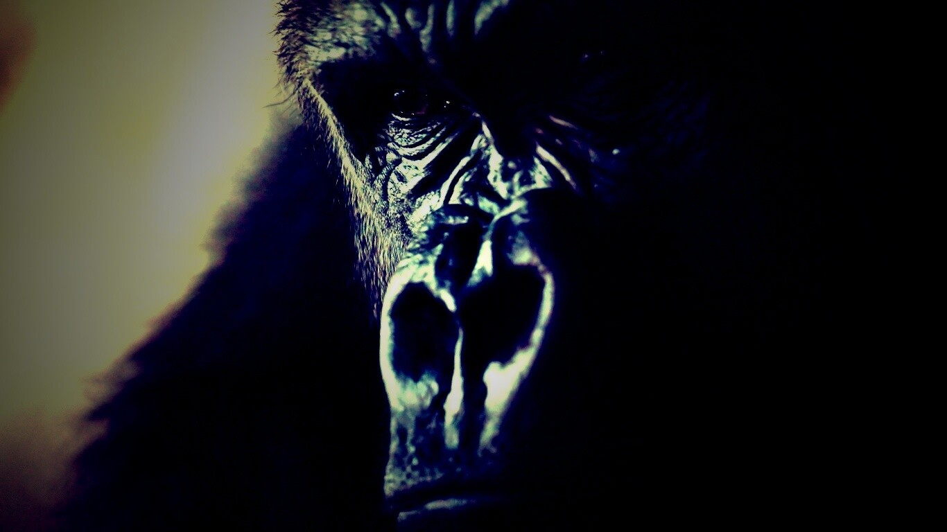 Фото орангутанга обои