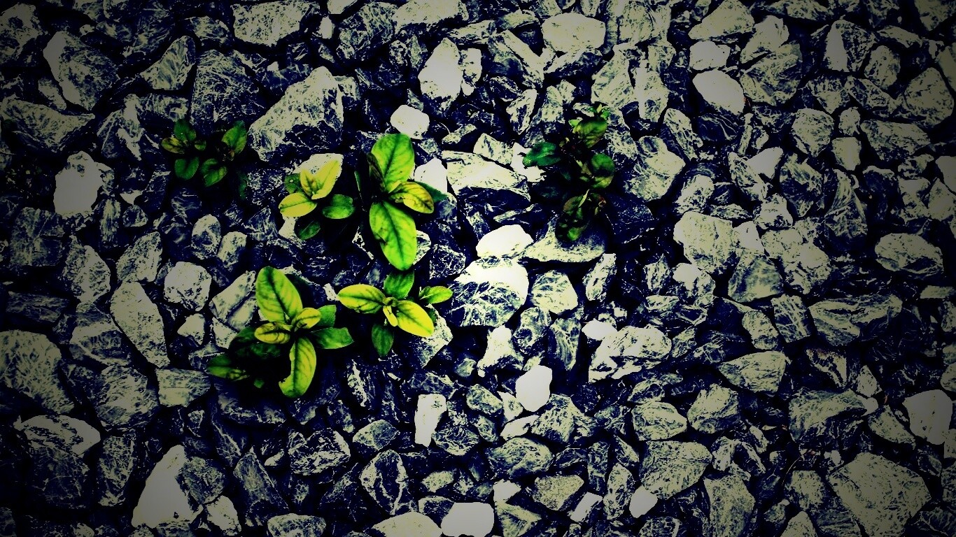 Цветы среди камней обои