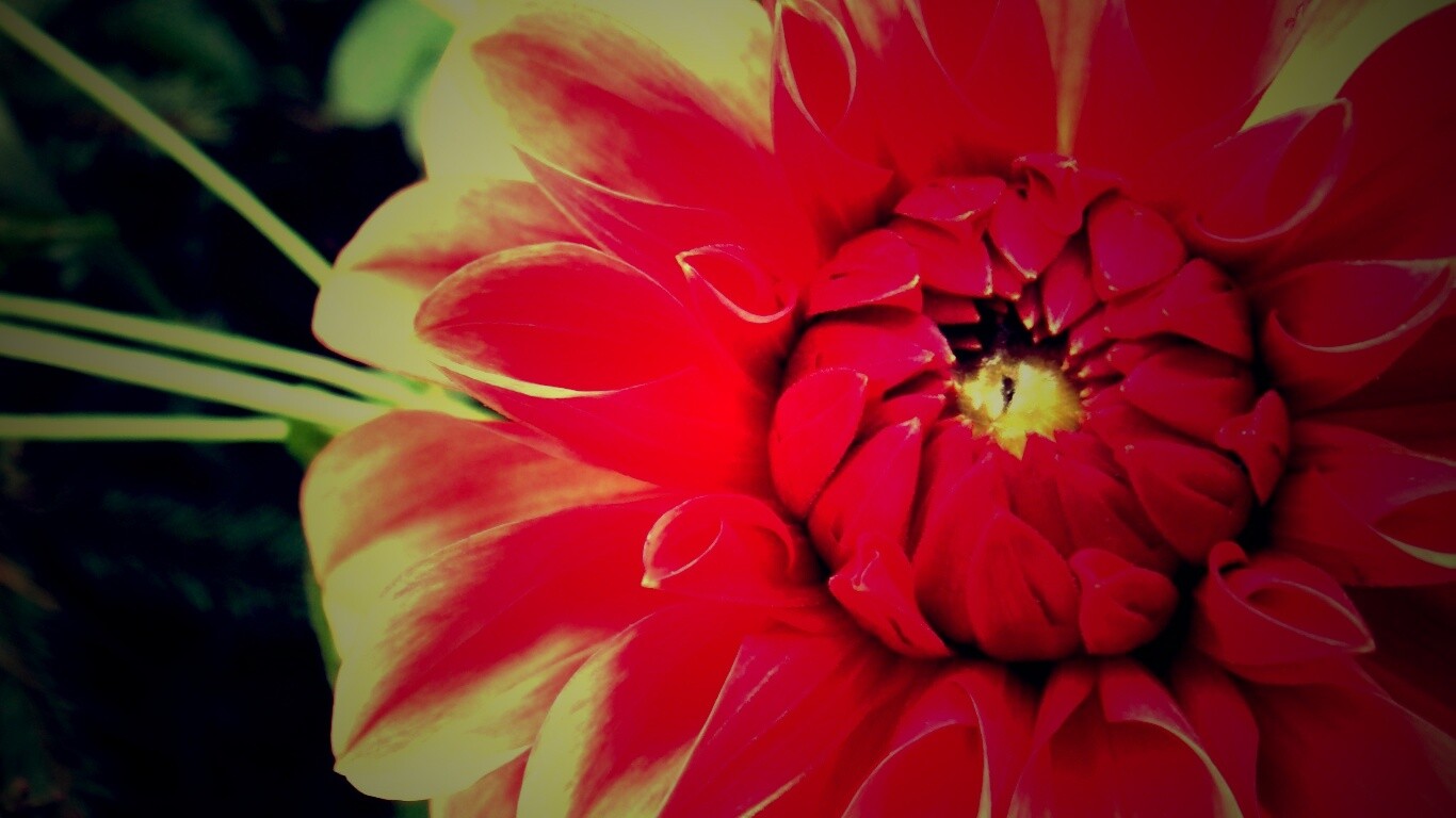 Аленький цветочек обои