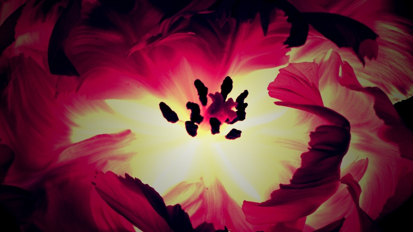 Пылающий цветок обои