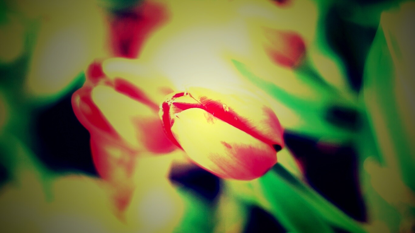 Красивый тюльпан обои