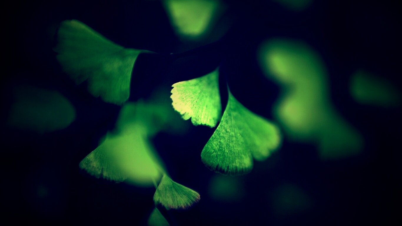 Дикие зеленые листья обои