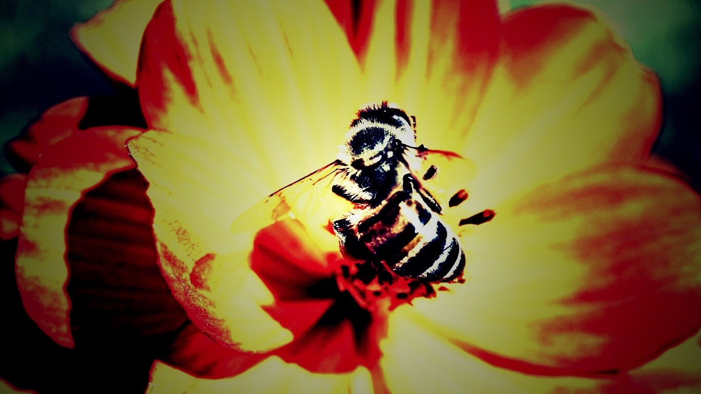 Пчела на цветке обои