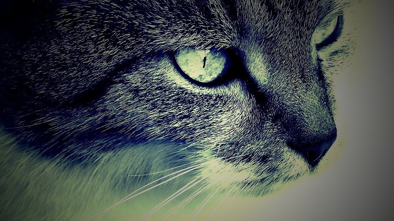 Очень красивый кот обои