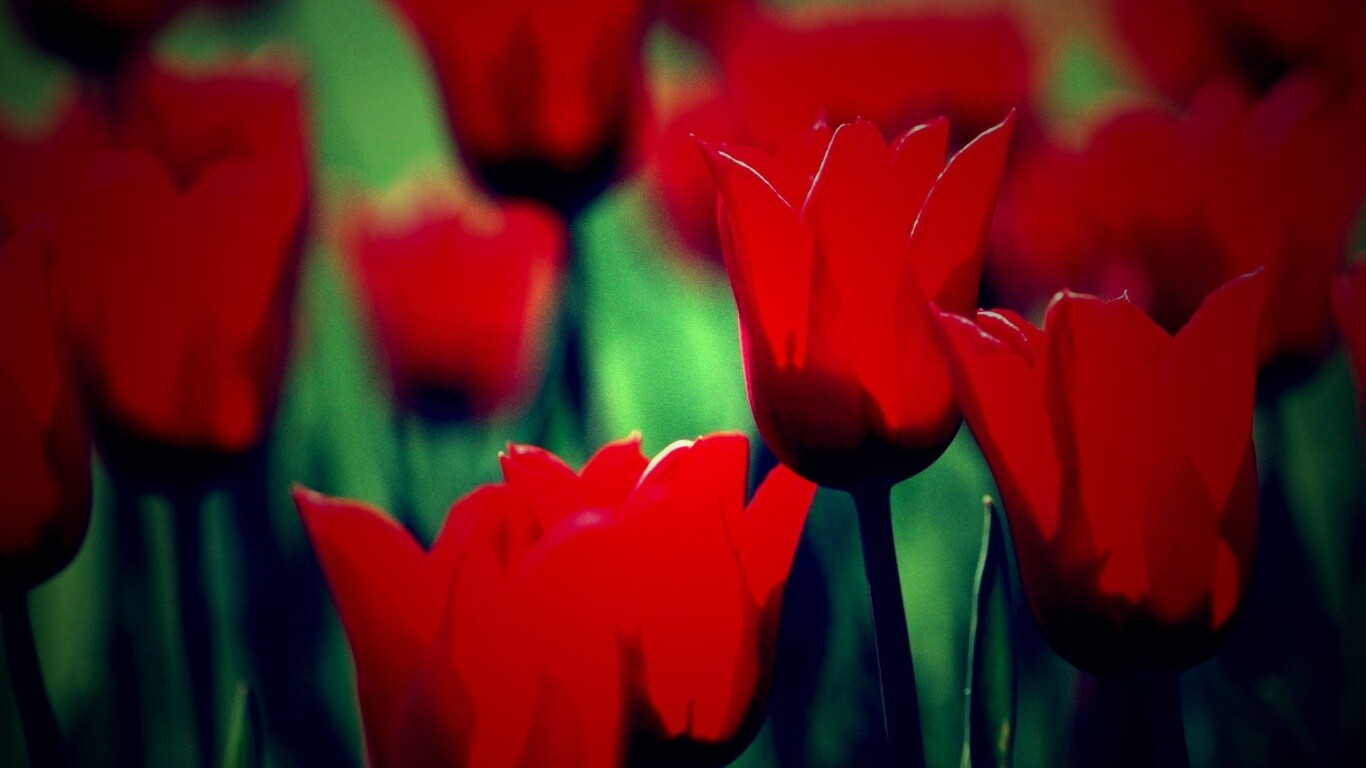 Красные цветы обои