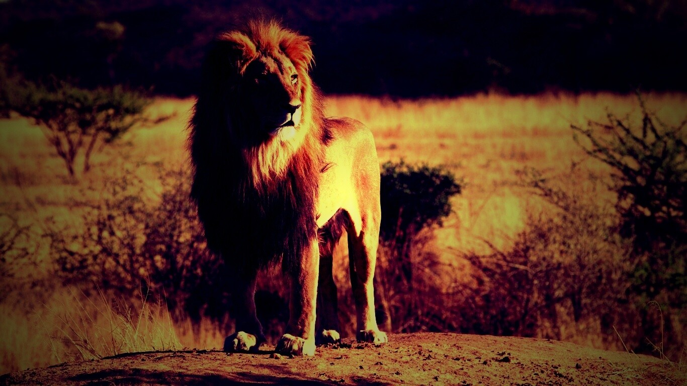 Царь зверей обои