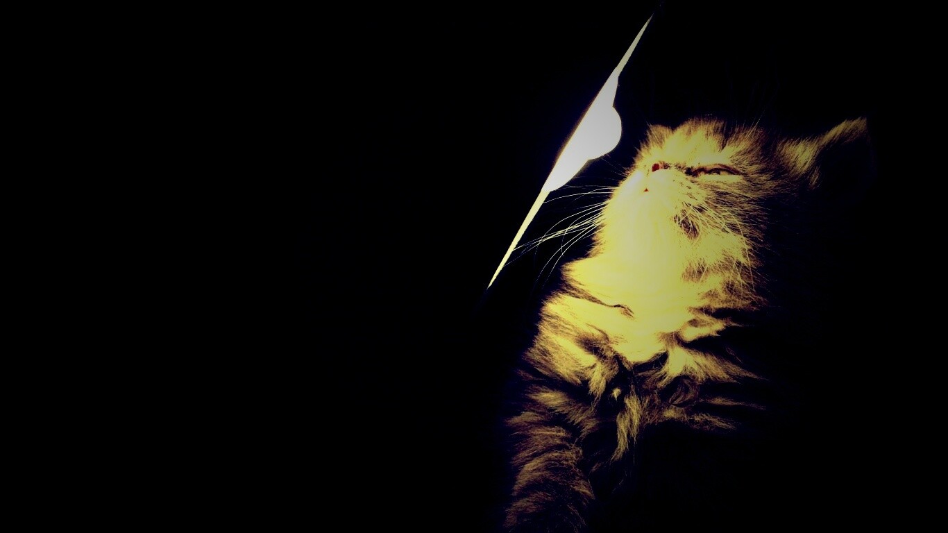 Котя на свету обои