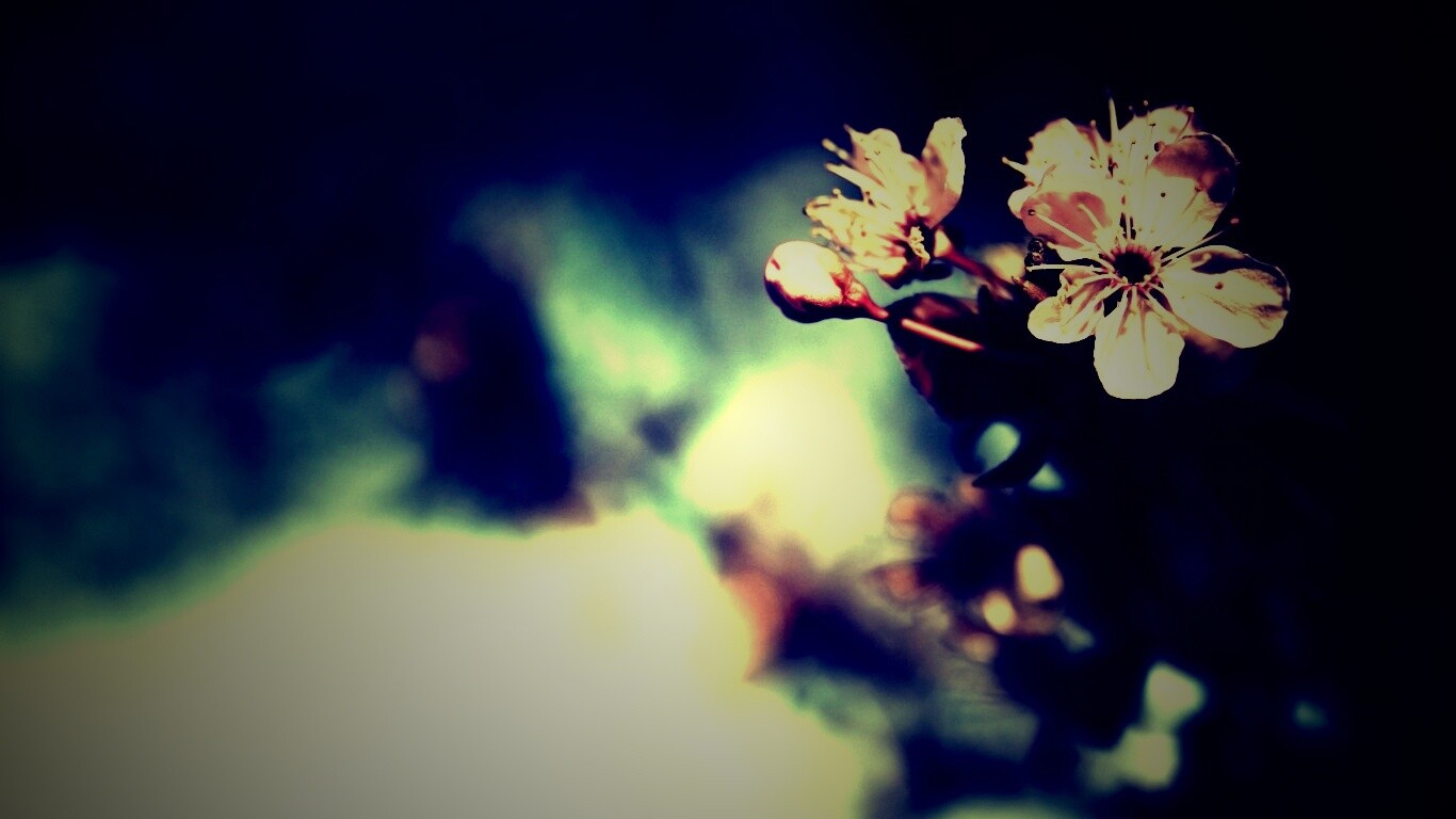 Цветок вишни обои