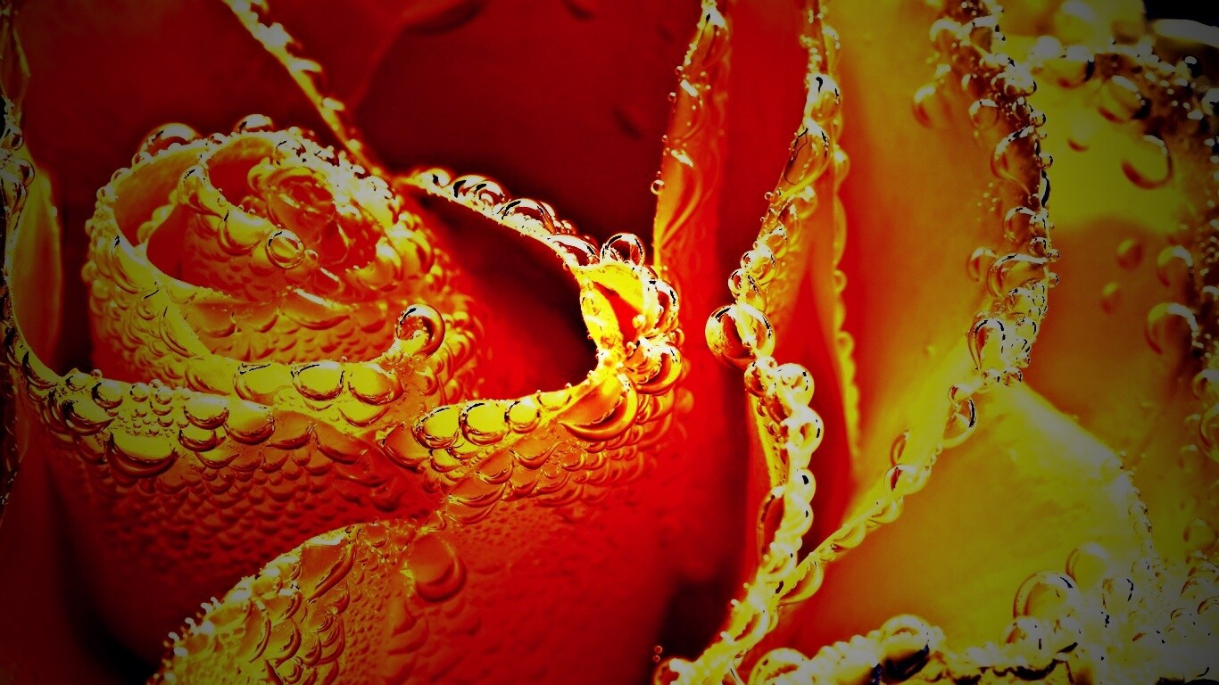 Мокрый желтый цветок обои