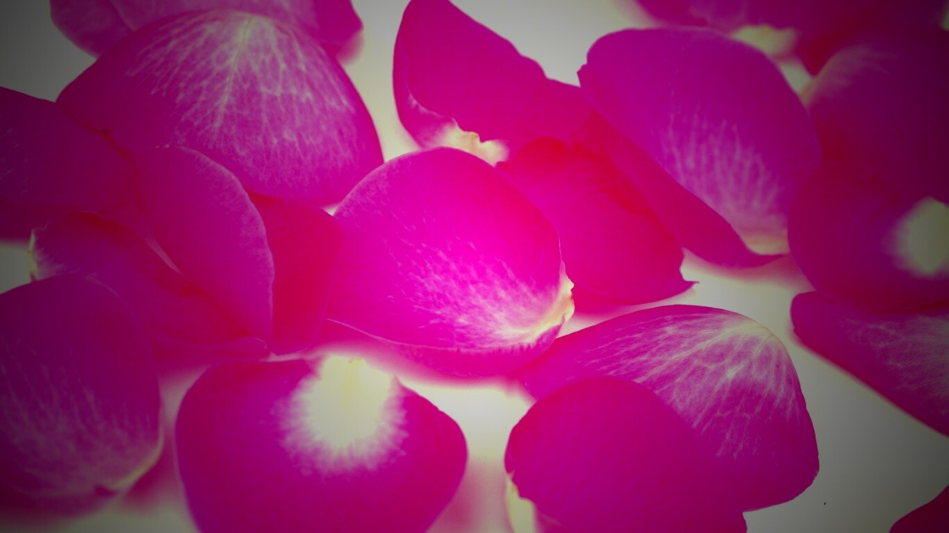 Лепестки розы обои