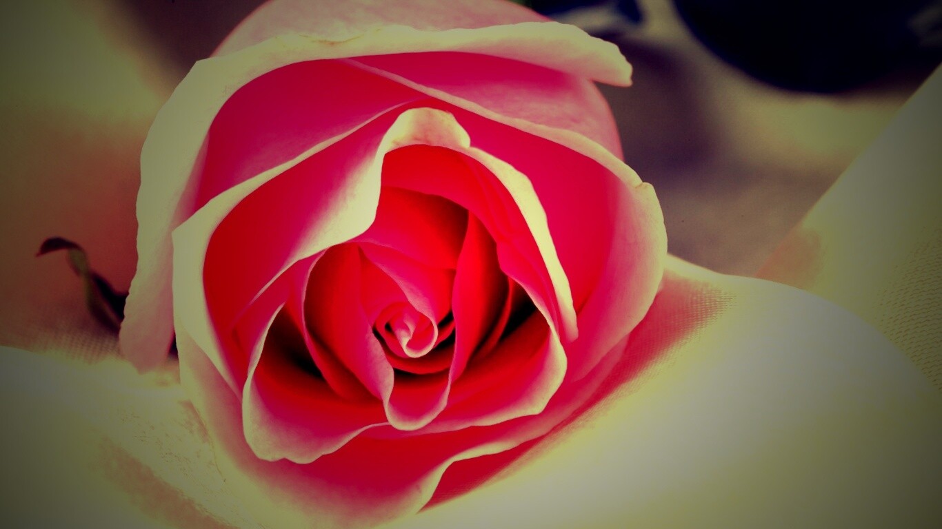 Нежная роза обои