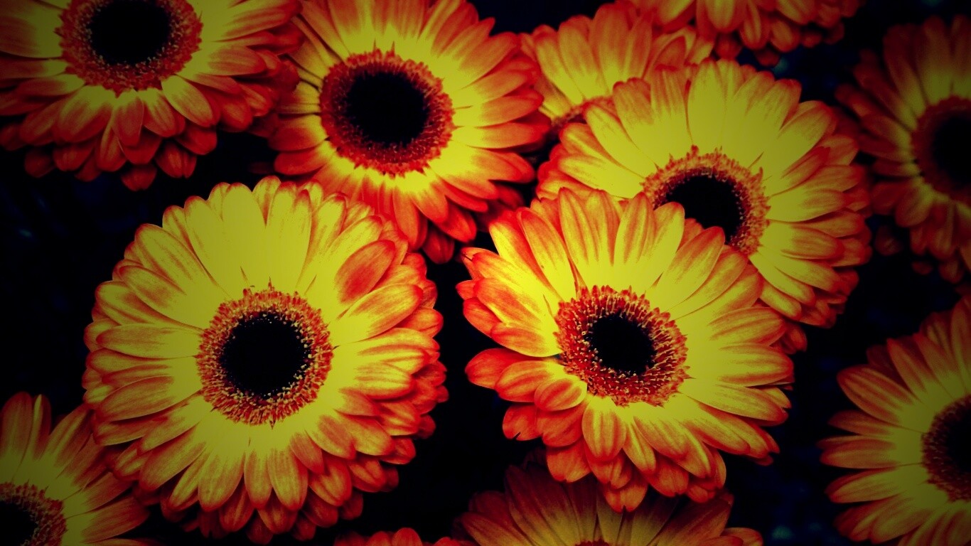 Желтые герберы обои