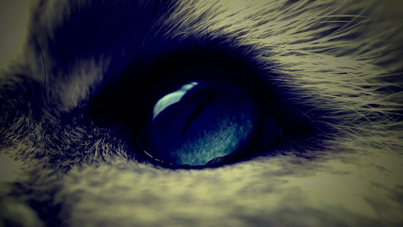 Кошачий глаз обои