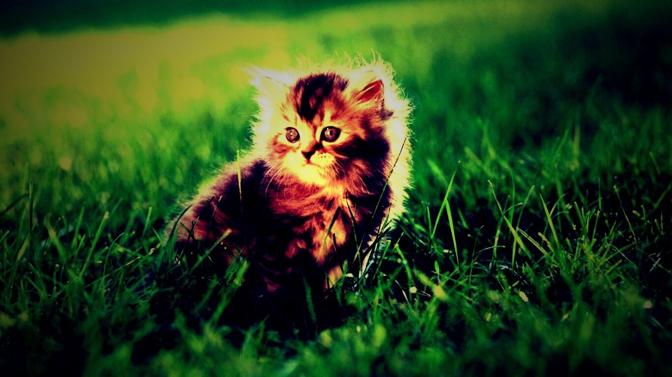 Пушистый котенок в траве обои