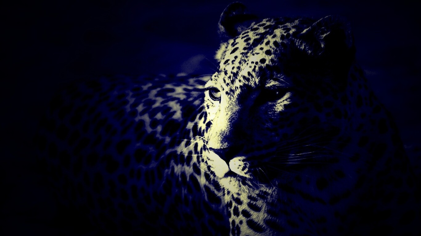 Леопард обои