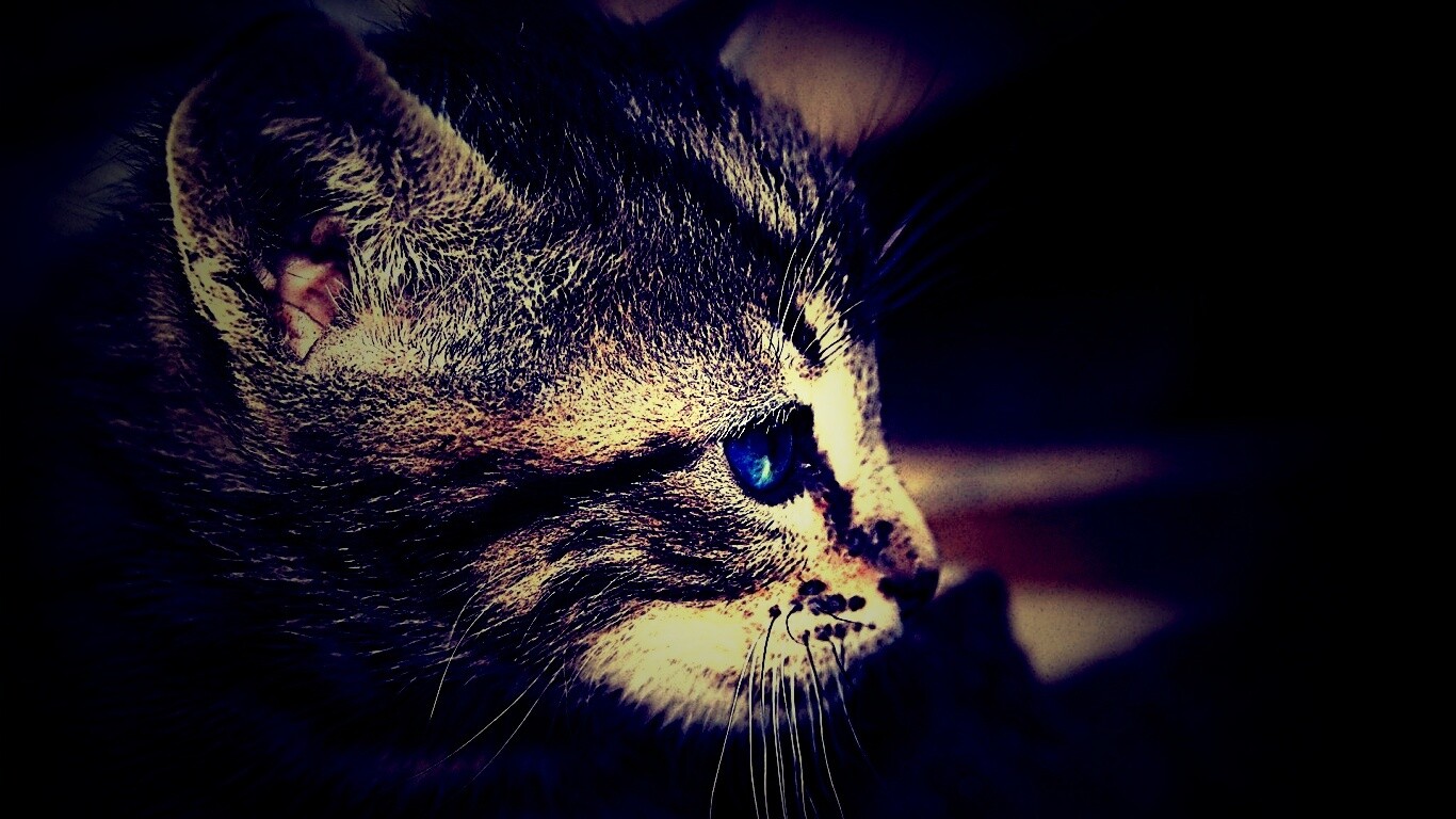 Котенок с голубыми глазами обои