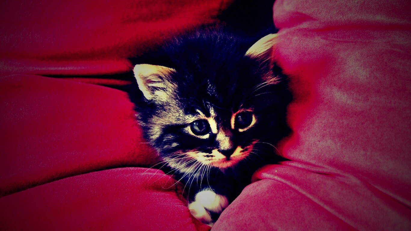 Котенок в подушках обои